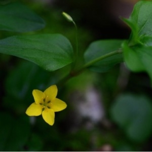 Photographie n°1712425 du taxon Lysimachia nemorum L. [1753]