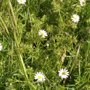 Photographie n°1715001 du taxon Anthemis cotula L. [1753]