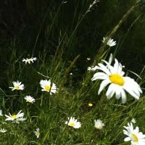 Photographie n°1715146 du taxon Leucanthemum vulgare Lam. [1779]