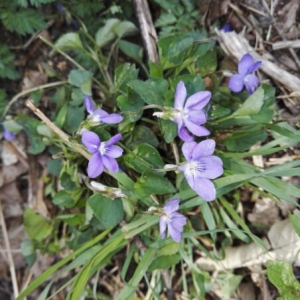 Photographie n°1716495 du taxon Viola riviniana Rchb. [1823]