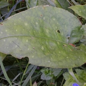 Photographie n°1726266 du taxon Pulmonaria officinalis L. [1753]