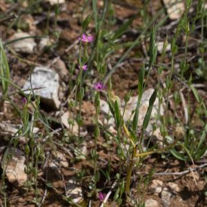 Photographie n°1726753 du taxon Centaurium pulchellum (Sw.) Druce [1898]