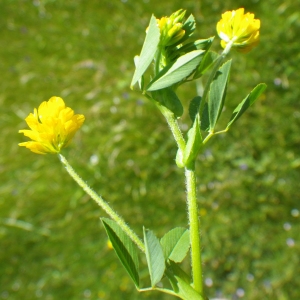 Photographie n°1727734 du taxon Trifolium patens Schreb. [1804]