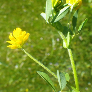 Photographie n°1727745 du taxon Trifolium patens Schreb. [1804]