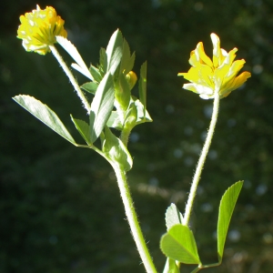 Photographie n°1727774 du taxon Trifolium patens Schreb. [1804]