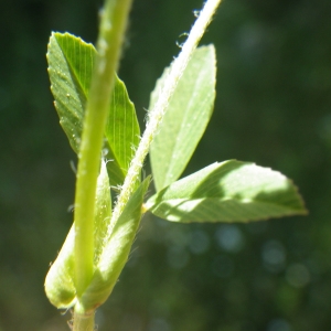 Photographie n°1727799 du taxon Trifolium patens Schreb. [1804]