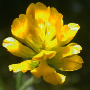 Photographie n°1727847 du taxon Trifolium patens Schreb. [1804]