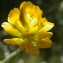  Liliane Roubaudi - Trifolium patens Schreb. [1804]