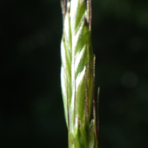 Photographie n°1728210 du taxon Poaceae 