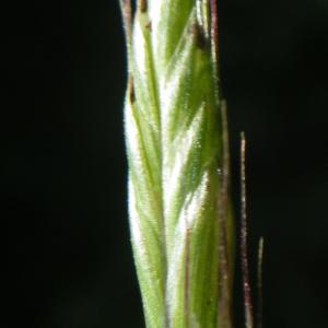 Photographie n°1728227 du taxon Poaceae 