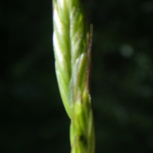 Photographie n°1728256 du taxon Poaceae 