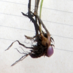 Photographie n°1728302 du taxon Poaceae 