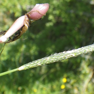 Photographie n°1728351 du taxon Poaceae 