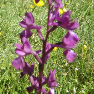 Photographie n°1728374 du taxon Anacamptis laxiflora (Lam.) R.M.Bateman, Pridgeon & M.W.Chase [1997]