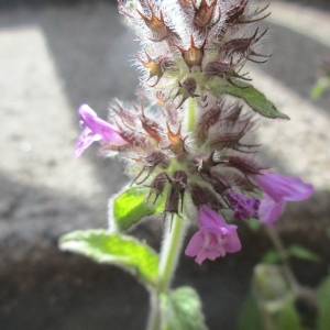 Photographie n°1733027 du taxon Clinopodium vulgare L.