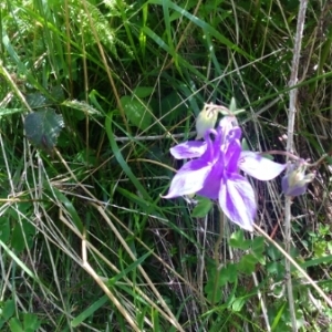 Photographie n°1739519 du taxon Aquilegia vulgaris L. [1753]