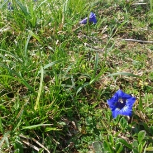 Photographie n°1739576 du taxon Gentiana acaulis L. [1753]