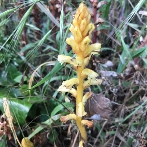  - Orobanche flava Mart. ex F.W.Schultz [1829]