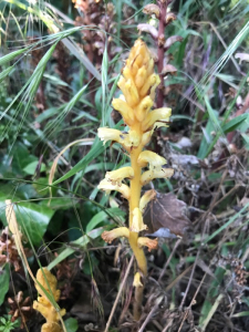julien deroy, le 20 mai 2017
