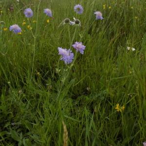 Photographie n°1743697 du taxon Knautia arvensis (L.) Coult.