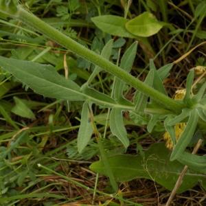 Photographie n°1743701 du taxon Knautia arvensis (L.) Coult.