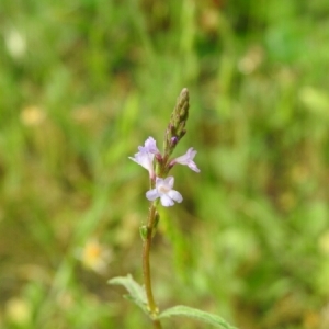  - Verbena officinalis L. [1753]