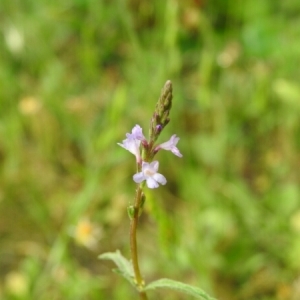 Photographie n°1744605 du taxon Verbena officinalis L. [1753]