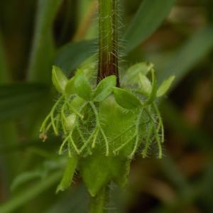 Photographie n°1744992 du taxon Cruciata laevipes Opiz [1852]