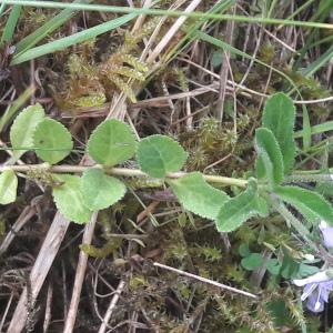 Photographie n°1745427 du taxon Veronica officinalis L. [1753]