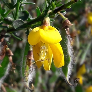 Photographie n°1745788 du taxon Cytisus scoparius (L.) Link [1822]