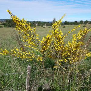 Photographie n°1745790 du taxon Cytisus scoparius (L.) Link [1822]