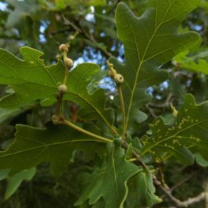 Photographie n°1746624 du taxon Quercus robur L. [1753]