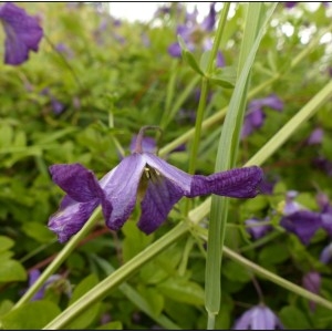 Photographie n°1756063 du taxon Clematis viticella L. [1753]