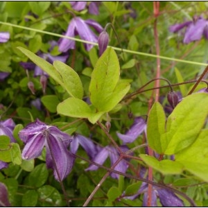 Photographie n°1756070 du taxon Clematis viticella L. [1753]