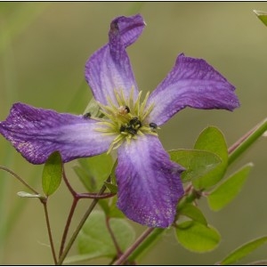 Photographie n°1756076 du taxon Clematis viticella L. [1753]