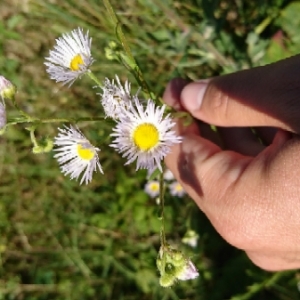 Photographie n°1763339 du taxon Erigeron annuus (L.) Desf. [1804]