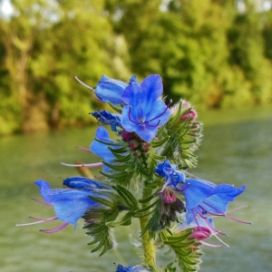 Photographie n°1769402 du taxon Echium vulgare L. [1753]