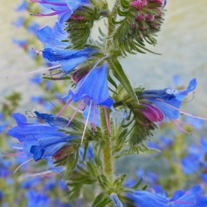 Photographie n°1769403 du taxon Echium vulgare L. [1753]