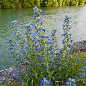 Photographie n°1769407 du taxon Echium vulgare L. [1753]