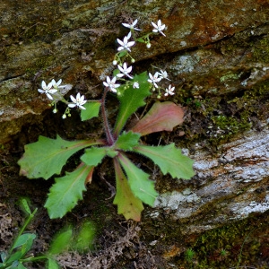 Photographie n°1771568 du taxon Micranthes clusii (Gouan) Fern.Prieto, V.Vázquez, Vallines & Cires. [2010]