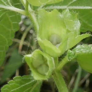 Photographie n°1772157 du taxon Melittis melissophyllum L. [1753]