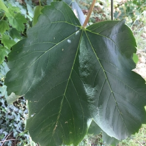 Photographie n°1772879 du taxon Acer pseudoplatanus L. [1753]