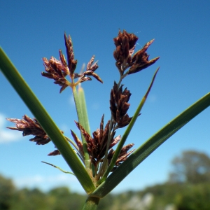 Cyperus longus subsp. badius (Desf.) Bonnier & Layens (Souchet bai)