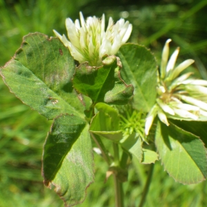  - Trifolium michelianum Savi [1798]