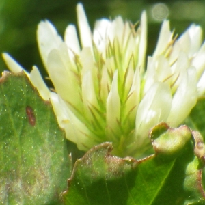 Trifolium michelianum Savi (Trèfle de Micheli)