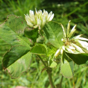  - Trifolium michelianum Savi [1798]