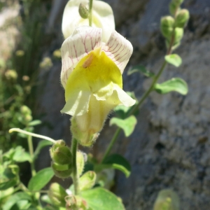 Photographie n°1774926 du taxon Antirrhinum majus L. [1753]