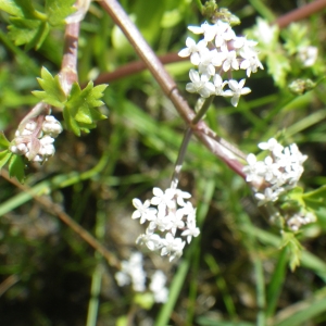 Apium crassipes (W.D.J.Koch) Rchb.f. (Ache)