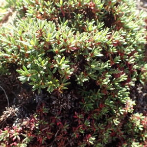  - Limonium bonifaciense Arrigoni & Diana [1993]