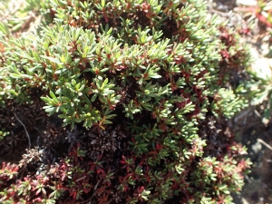 Liliane Roubaudi, le  2 mai 2017 (Bonifacio)